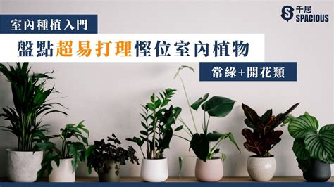 香港水種植物|【室內種植入門】9大超易打理+慳位室內植物！常綠